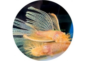 Ancistrus sp. Bushy Nose Albino Sailfin