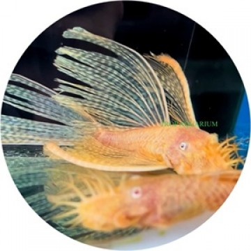Ancistrus sp. Bushy Nose Albino Sailfin