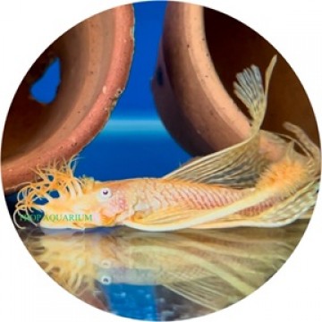 Pleco & Sucker