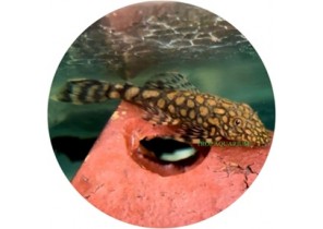 L110 Red Spot Bristlenose Pleco