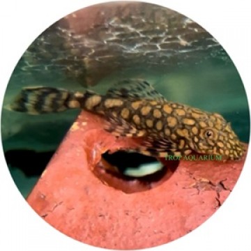 L110 Red Spot Bristlenose Pleco