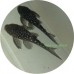 Pleco & Sucker