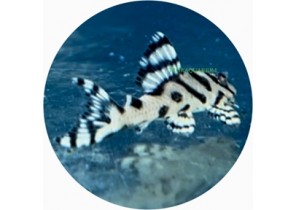 L236 Super White (SW) Cracked Zebra Pleco