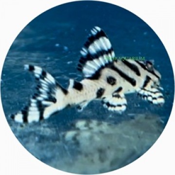 L236 Super White (SW) Cracked Zebra Pleco