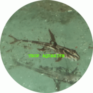 Red lizard whiptail
