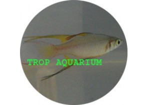 Threadfin Rainbowfish