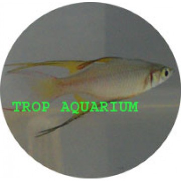 Threadfin rainbowfish