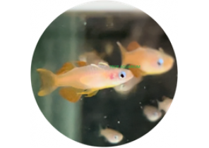 Red Neon Blue Eye Rainbow