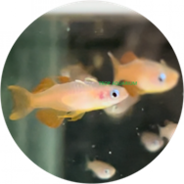 Red neon blue eye rainbow