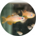 Rainbowfish