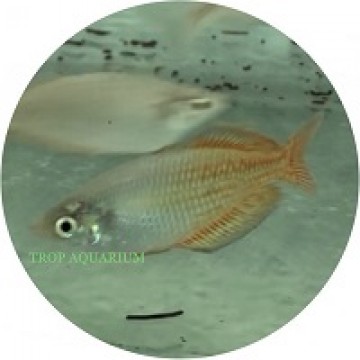 Rainbowfish