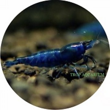 Blue velvet shrimp