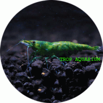 Green jade shrimp