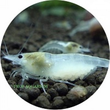 Snowball shrimp
