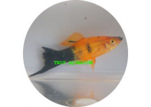 Golden Calico Swordtail