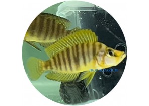 Altolamprologus Compressiceps Gold