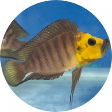 Altolamprologus compressiceps gold head