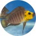 Cichlids