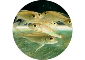 Callochromis Pleurospilus