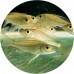 Cichlids