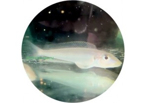 Enantiopus sp. Kilesa