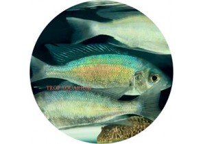 Cyathopharynx Foai Sibwesa