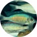 Cichlid (Tanganyika)