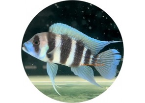 [Captive Bred] Cyphatilapia Frontosa