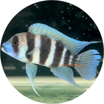 Cyphotilapia frontosa burundi