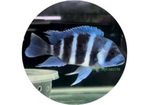 [Wild Caught] Cyphatilapia Frontosa Blue Moba