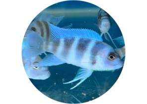 [Captive Bred] Cyphatilapia Frontosa Mpimbwe