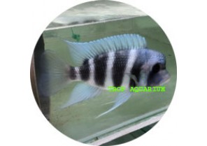 [Captive Bred] Cyphatilapia Frontosa Mpimbwe (big)