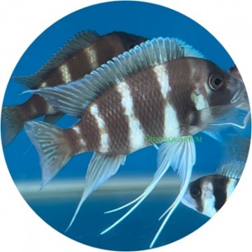 Cyphotilapia frontosa red