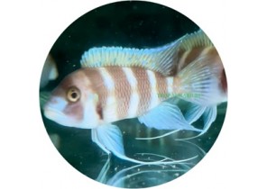 [Captive Bred] Cyphatilapia Frontosa Red