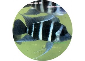 [Captive Bred] Cyphatilapia Frontosa Zaire Blue (big)