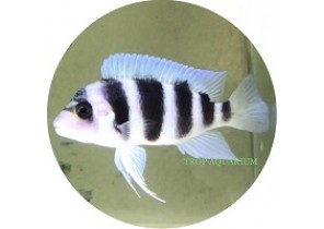 [Captive Bred] Cyphatilapia Frontosa Zaire Blue