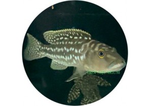 Lepidiolamprologus Elongatus Kambwimba/Kantalamba