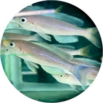 Cyprichromis leptosoma jumbo kabogo