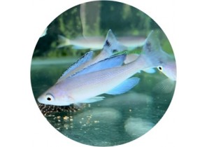 Cyprichromis leptosoma kitumba