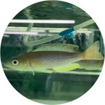 Cyprichromis leptosoma jumbo kabogo [WC]