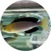 Cichlids