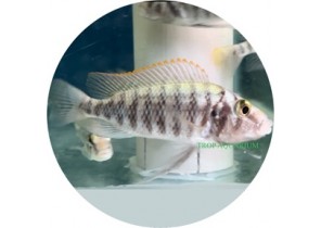 Lobochilotes Labiatus