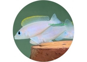 Neolamprologus Caudopunctatus