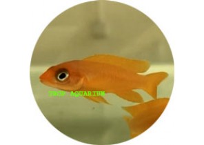 Neolamprologus Longior (Orange Leleupi)