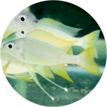 Ophthalmotilapia nasuta