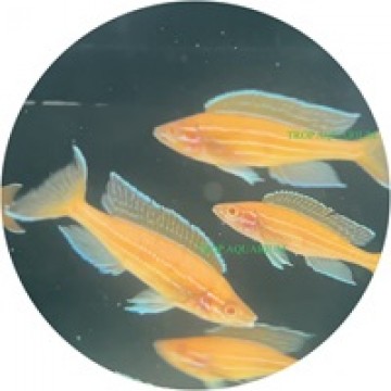 Paracyprichromis nigripinnis albino