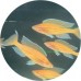 Cichlids