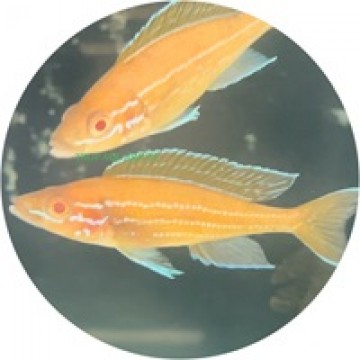 Cichlids