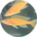 Cichlids