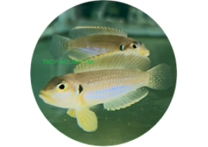 Lam. Ocellatus Gold